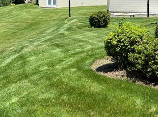 Steve L.'s Lawn Mowing service result