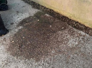Leaf Removal by Jose Altamirano Diaz for Constince B. in Louisville, KY