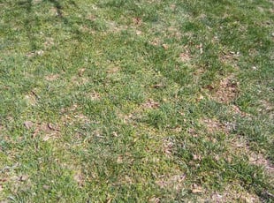 Leaf Removal by KK Green Grass for Angela D. in Shawnee, KS