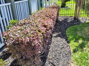 Bush Trimming by Hugo Melgar for Jay N. in Houston, TX