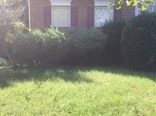 Bush Trimming by Ayinde Hawkins for Fin F. in District Heights, MD