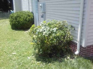 Bush Trimming by Willie Williams for A B. in Newport News, VA