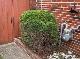 Bush Trimming by ALVAREZ LANDSCAPING LLC for Tabitha D. in Pennsauken Township, NJ