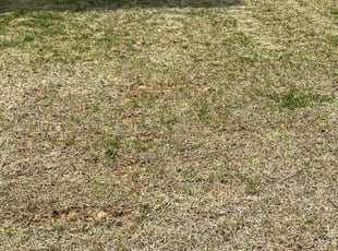Karen E.'s Lawn Mowing service result