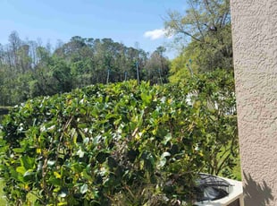 Bush Trimming by Sophia Johnson for Nicole M. in Wesley Chapel, FL