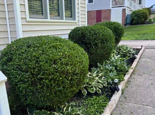 Ella C.'s Bush Trimming service result