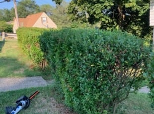 Bush Trimming by Michael Skoncey for Ashley M. in Bethel Park, PA
