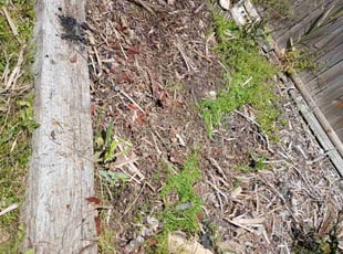 Cleanups by Daiby Alvarez for Porshia C. in Conroe, Tx