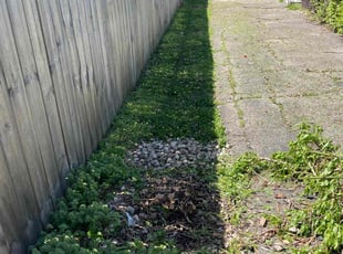 Ted M.'s Bush Trimming service result