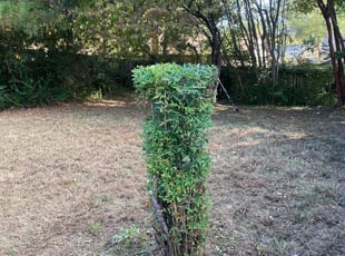 Bush Trimming by Bridgette Hill for Juan C. in Memphis, TN