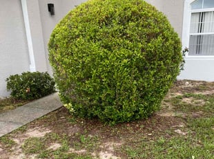 Bush Trimming by Jordan Davis for Lonnie D. in Kissimmee, FL