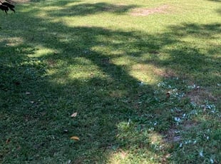 Cleanups by Robert Huntsinger for Greg S. in Tallahassee, FL