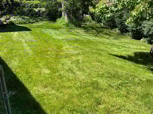 Ray A.'s Lawn Maintenance service result