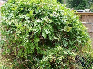 William S.'s Bush Trimming service result