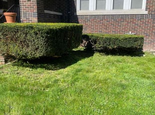 Bush Trimming by Gregory Williams Sr for Glen M. in Detroit, MI