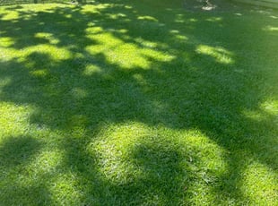 Arriayne C.'s Lawn Mowing service result