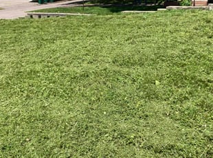 Jay W.'s Lawn Mowing service result
