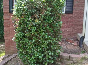 Bush Trimming by Derrick Rhodes for Gabriel L. in Fayetteville, GA