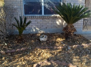 Bush Trimming by Stephen Sifuentes for Robert T. in San Antonio, TX