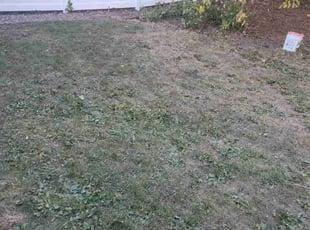 Cleanups by Rolf Johnson for Jermaine S. in Minneapolis, MN