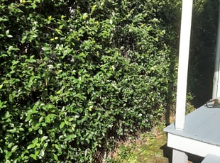 Bush Trimming by Gary Allen for Spencer D. in New Orleans, LA