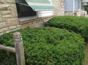 Bush Trimming by Elisha Nelson for Joe A. in Columbus, OH