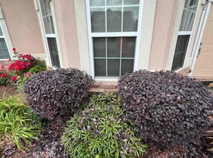 Bush Trimming by Markeiven Ogburn for PJ M. in Riverdale, GA