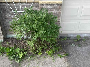Bush Trimming by Jermaine Simmons for Renee B. in Saint Paul, MN