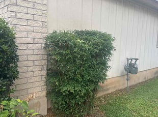 Bush Trimming by Noah Morrison for Justin S. in Austin, TX