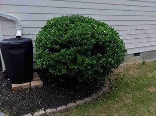 Bush Trimming by James Ziobro for Syler M. in Apex, NC