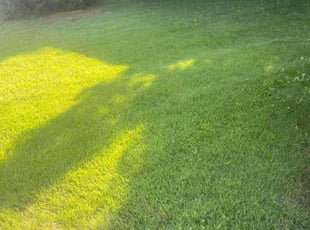 Heather R.'s Lawn Care service result