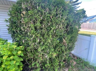 Bush Trimming by Nahmar Herisse for Ama B. in Randolph, MA