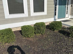 Brenda F.'s Bush Trimming service result