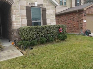 Bush Trimming by Omar Norris for Raegan L. in Houston, TX