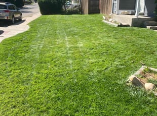 Robert L.'s Yard Cutting service result