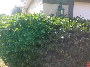 Bush Trimming by Ollie Galloway for Mike R. in Lakeland, FL