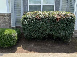 Weeding by Valera Swearngin for Kimberly C. in Chesapeake, VA
