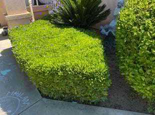 Bush Trimming by David Morgan for ALge M. in Bakersfield, CA