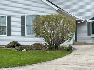 Bush Trimming by Domingo Cansino for Peter M. in Greenfield, WI