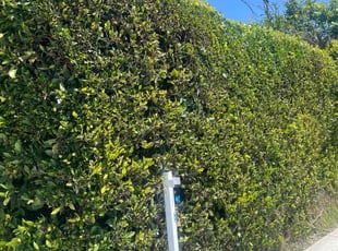 Bush Trimming by Fernando Gomez Rodriguez for Reginald G. in Inglewood, CA