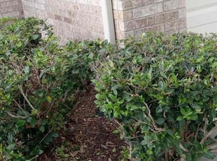 Bush Trimming by Roberto Pena for Broderick M. in Houston, TX
