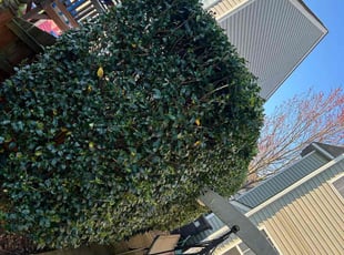 Bush Trimming by Jeff Foster for Heather K. in Charlotte, NC