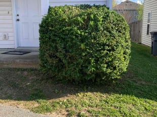 Bush Trimming by Joel Laumas for Bradlee W. in Lexington, KY