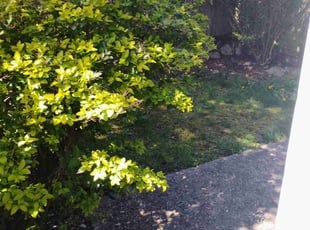 Leaf Removal by Abraham Jamias Jr for Astha B. in Seattle, WA