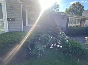 Bush Trimming by Jhuan De Queiroz for Marie K. in Westwood, MA