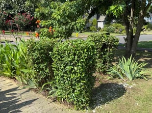 Jackie J.'s Bush Trimming service result