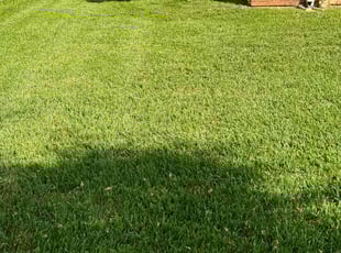 Paul D.'s Grass Cutting service result