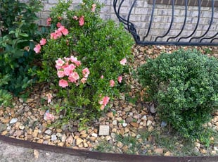 Weeding by Jason Young for Sadie p. in Benton, AR