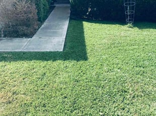 Bush Trimming by Chaes Pate for Brittany K. in San Antonio, TX