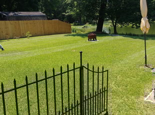 Ellie c.'s Lawn Care service result